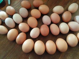 We have eggs of varying sizes